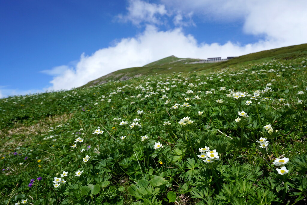 ハクサンイチゲ咲く白馬岳