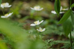 静かに咲く