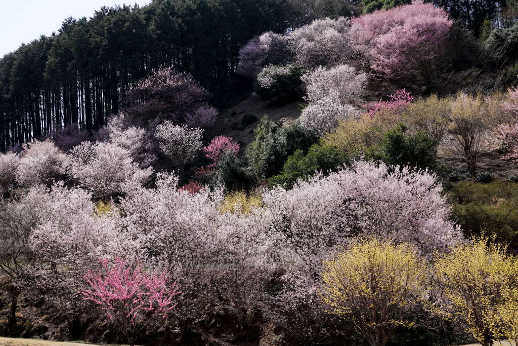 小川町桃源郷