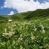 コバイケイソウ一面に
