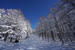 雪景色の通り道