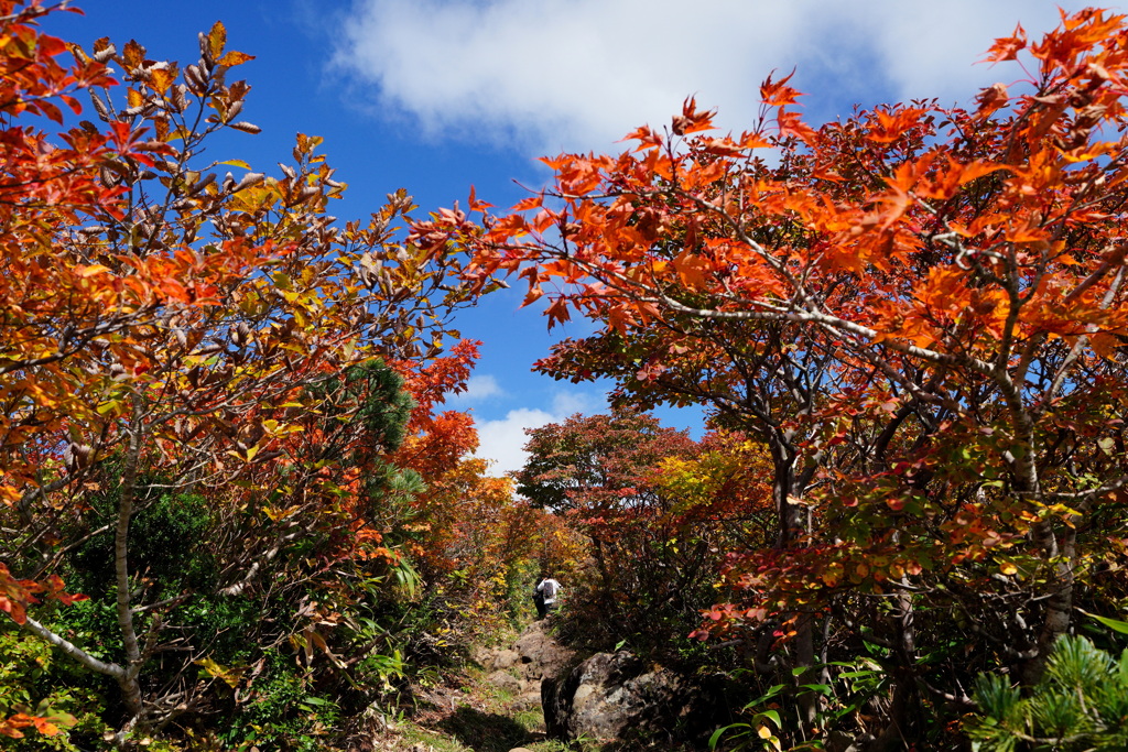 紅葉のトンネル