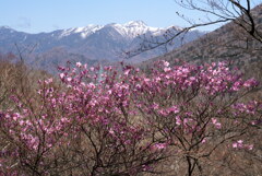 日光白根山とアカヤシオ