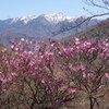 日光白根山とアカヤシオ