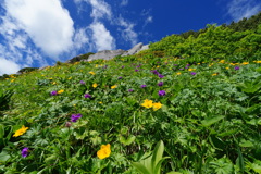 青空と花畑