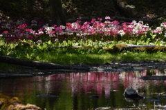 彩りの水辺