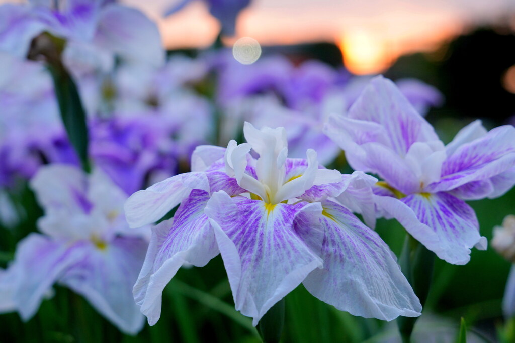 菖蒲の花束