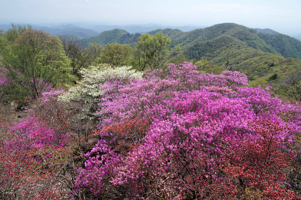 ツツジに染まる熊鷹山