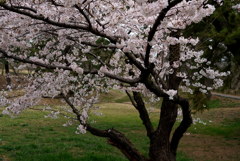 桜　静かに