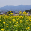 鹿田山菜の花畑