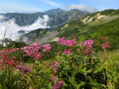 夏の花咲く八方尾根