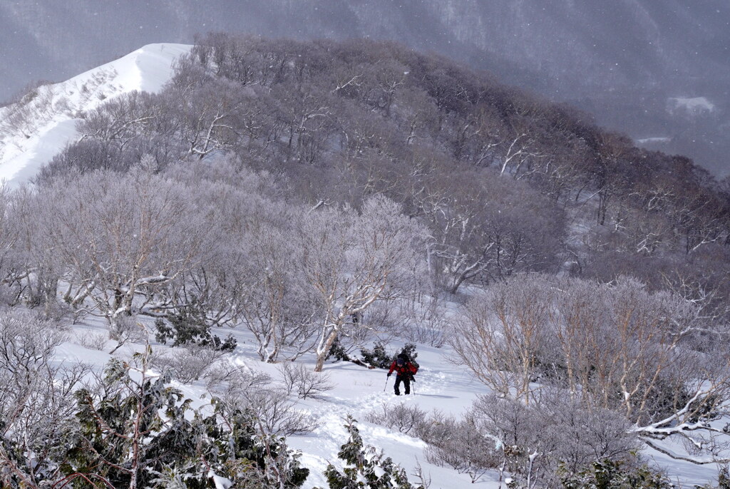 霧氷の応援