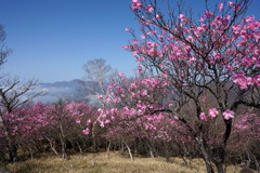 袈裟丸山　花色に染まる