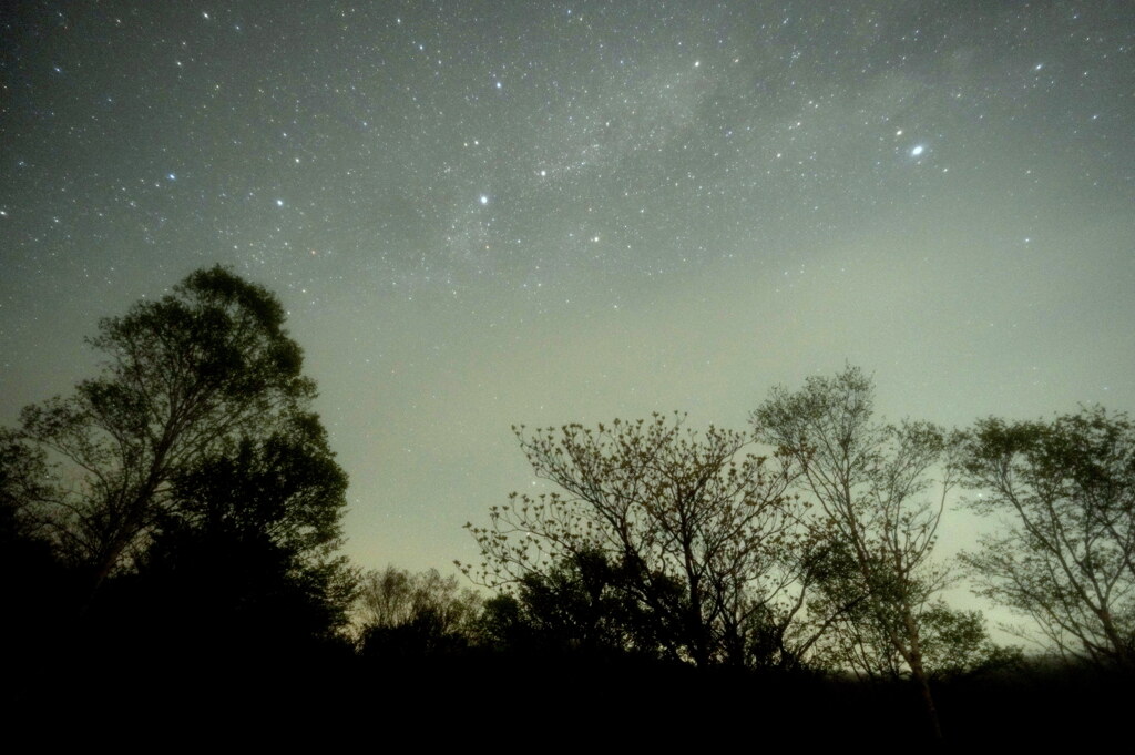 森の星空