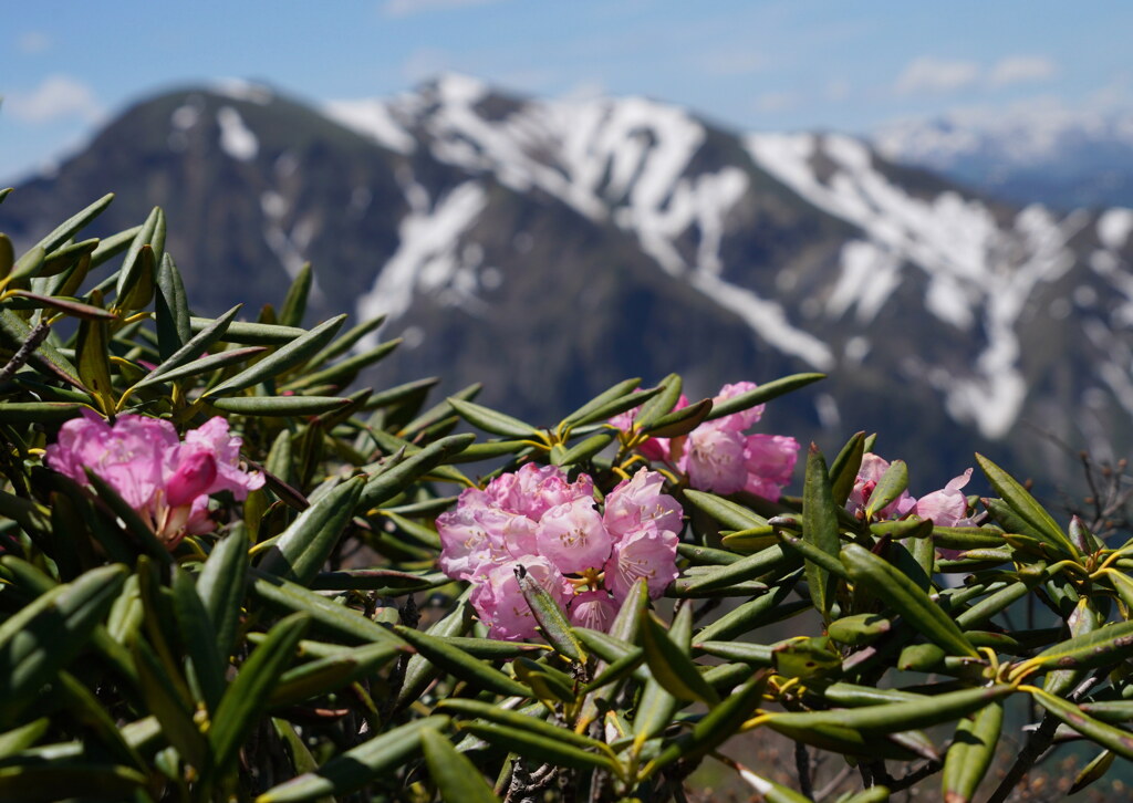 初夏の谷川連峰