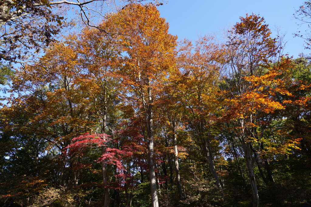 紅葉の森１