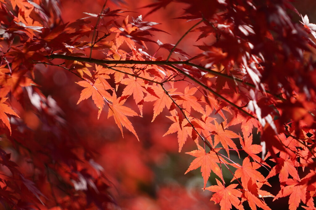 錦の紅葉