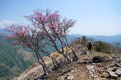 アカヤシオ咲く岩稜