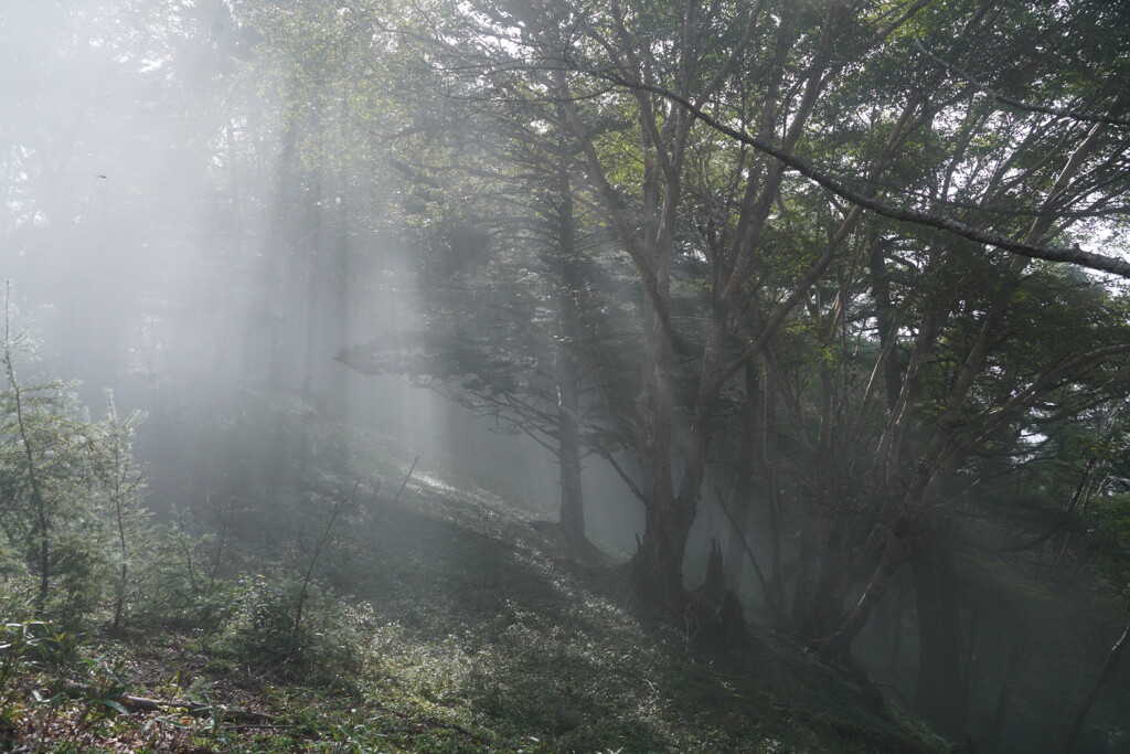 霧中の森で