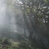 霧中の森で