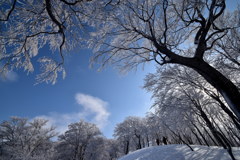 霧氷の森