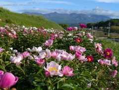 シャクヤク咲く鹿田山
