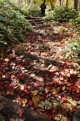 足元の紅葉