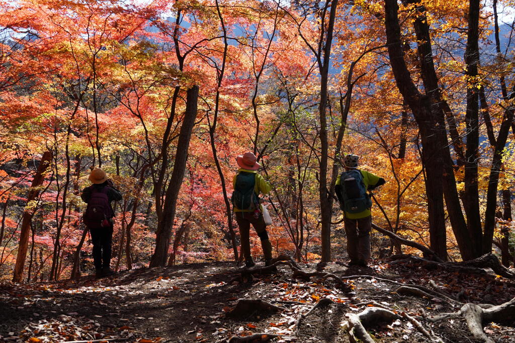 モミジに染まれ