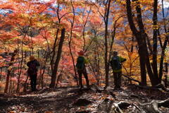 モミジに染まれ