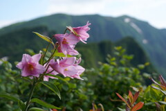 姫咲く鬼ヶ面山