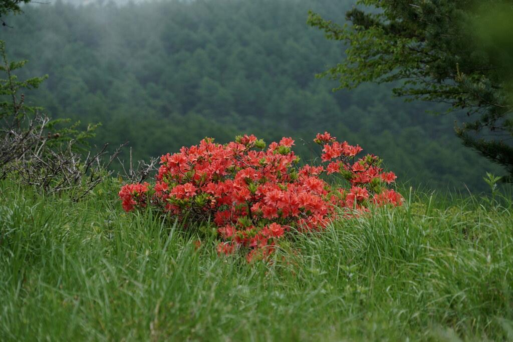 高原の紅