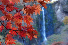 モミジと船尾滝