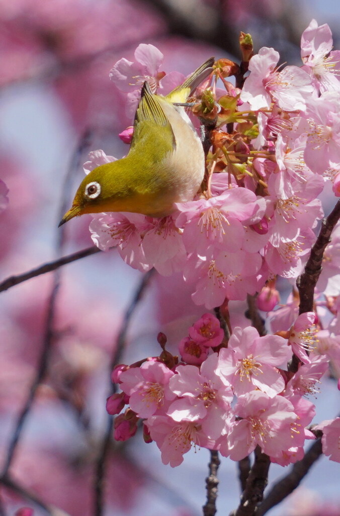 そっちの蜜は美味しいかな