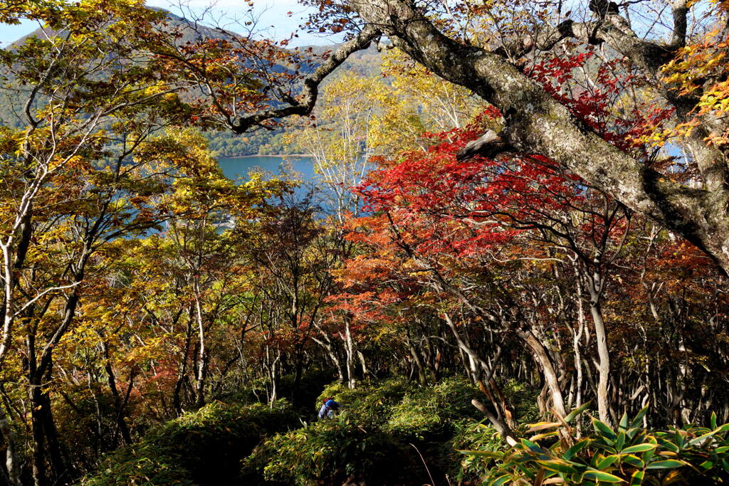 錦の登山道
