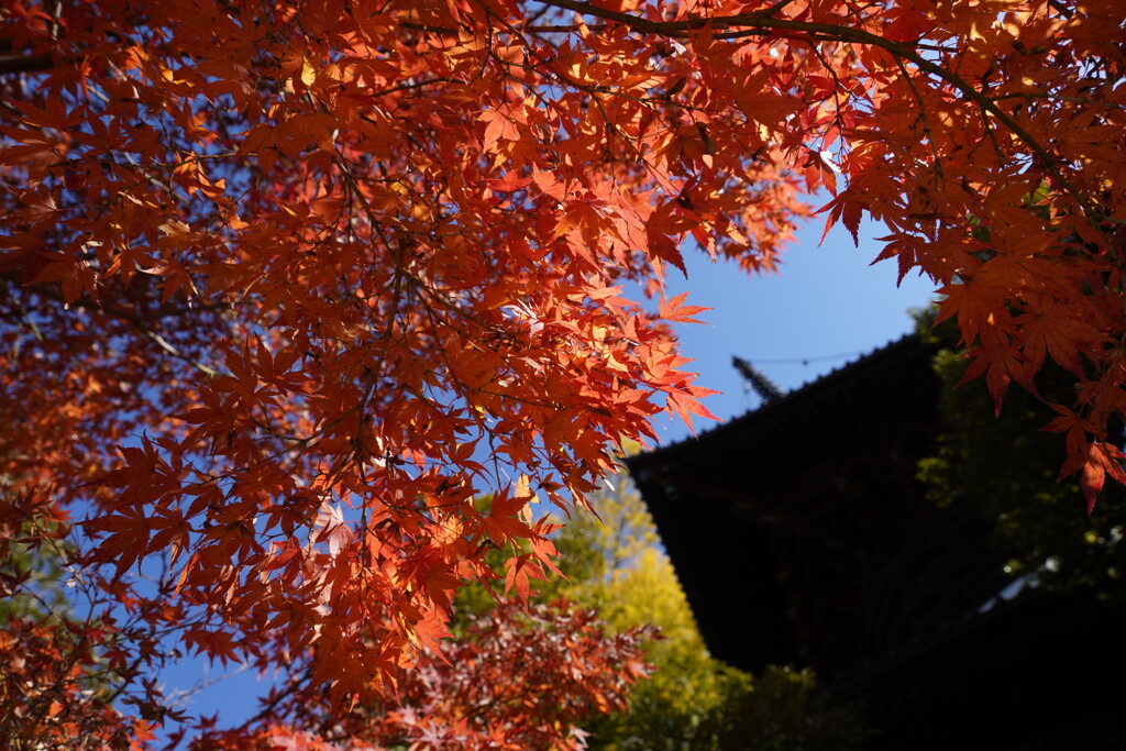 鑁阿寺のもみじ３