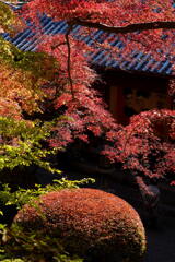 もみじ色付く崇禅寺　2
