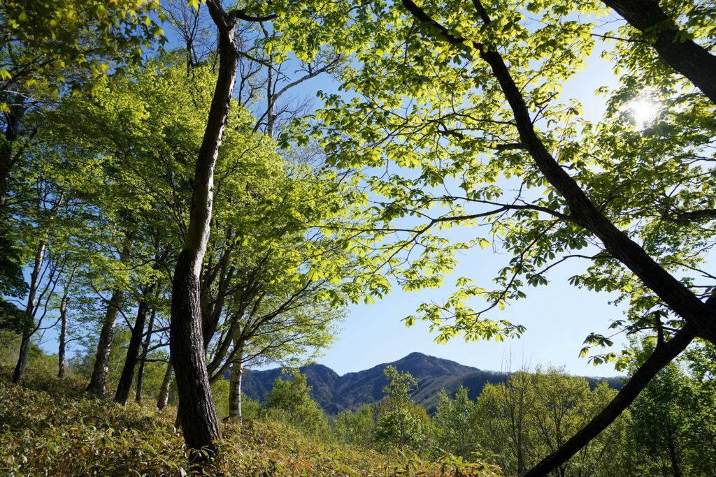 新緑の郡界尾根