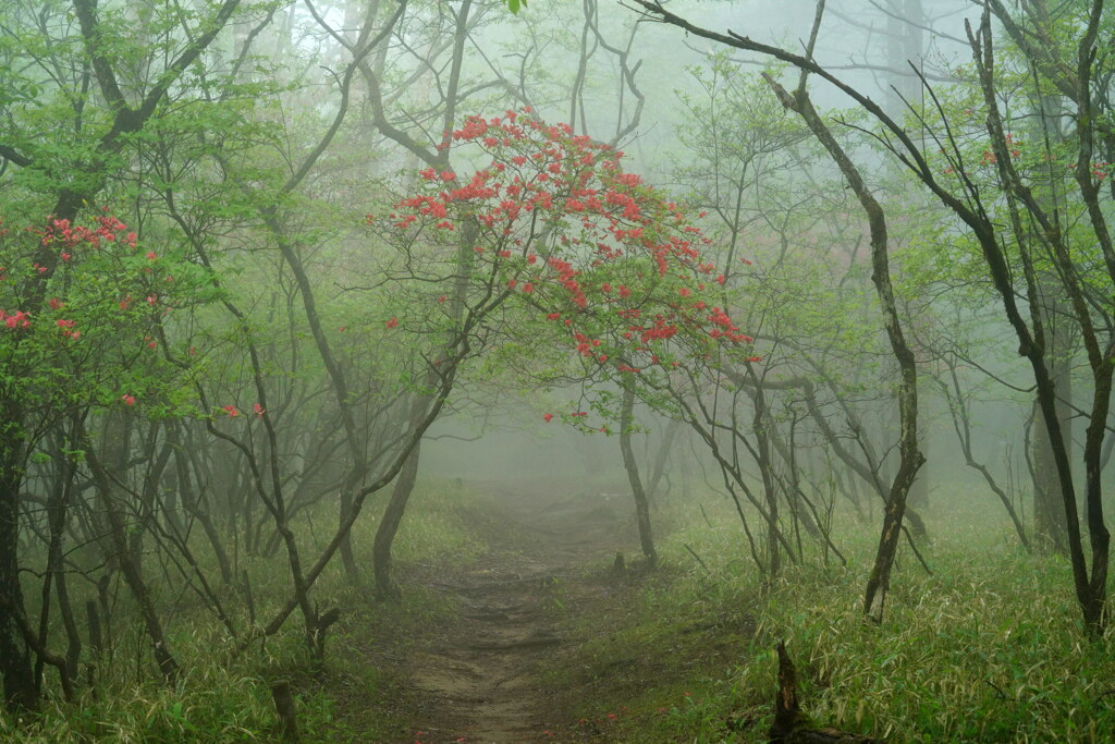 霧に迷い込んで