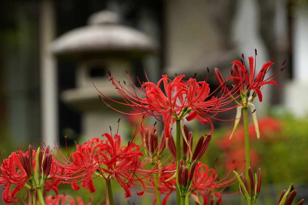 彼岸花咲く常楽寺