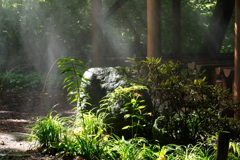 霧注ぐ庭園