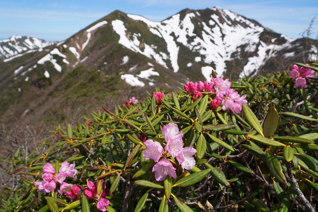 シャクナゲ咲く谷川連峰
