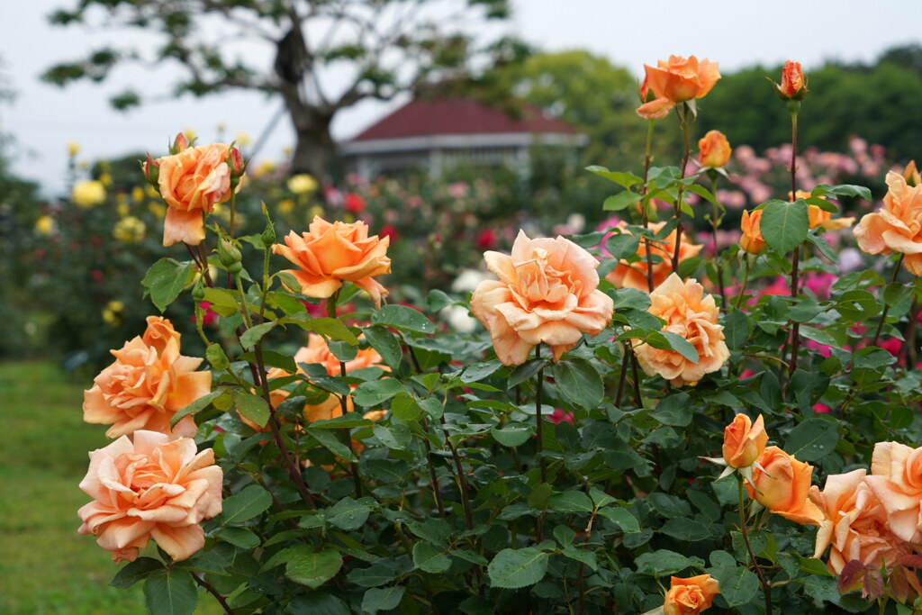 薔薇に囲まれて