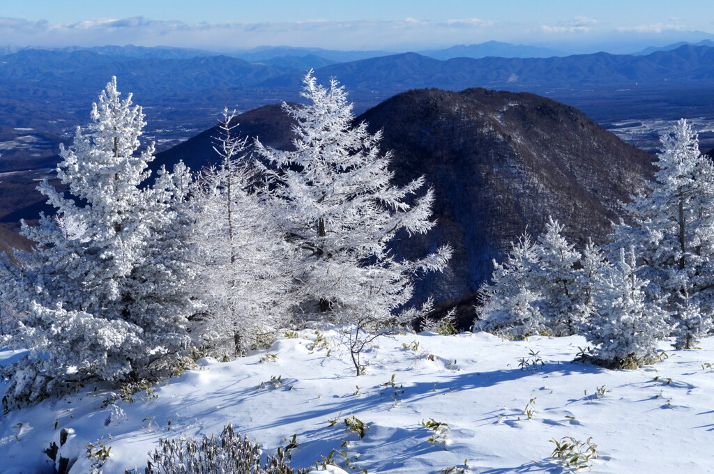 ホワイトツリー
