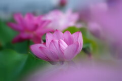 朝の夢