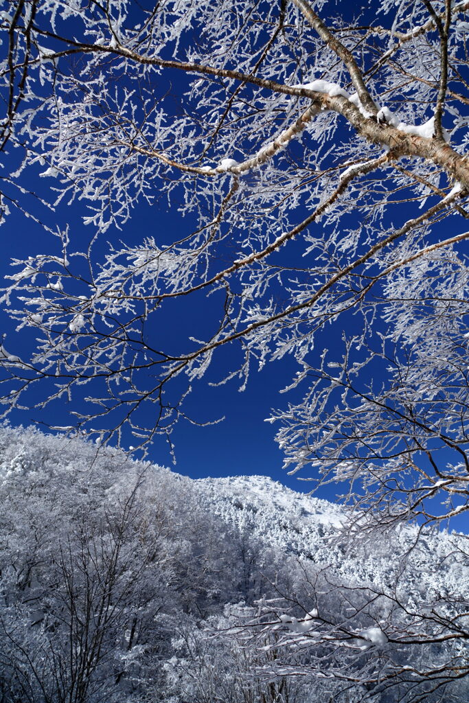 霧氷の先に