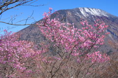 アカヤシオと男体山