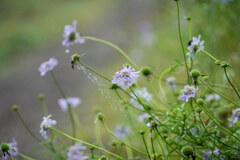 雨降り秋の丘