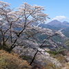 満開の桜と