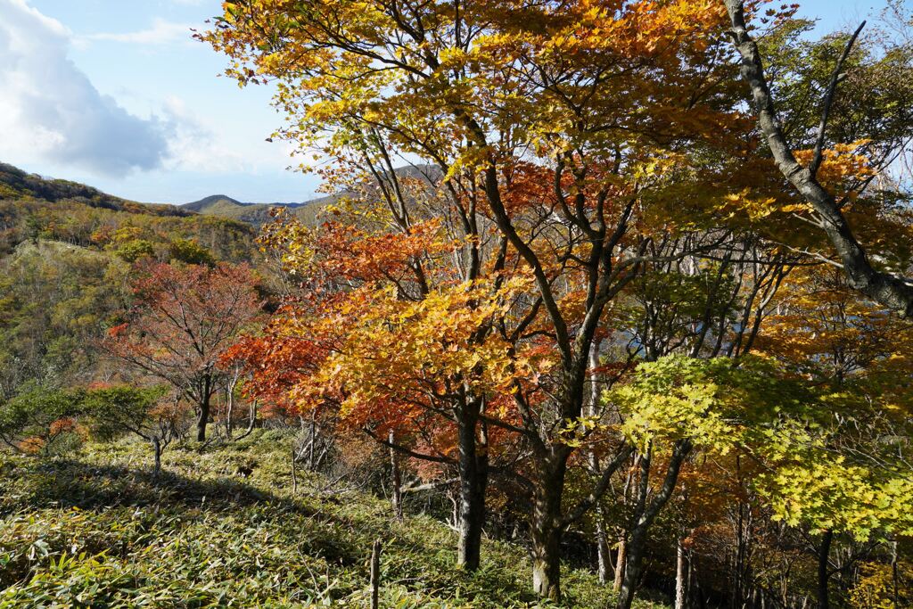 紅葉ハイク