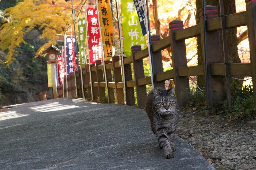お散歩